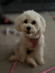 White maltipoo puppy