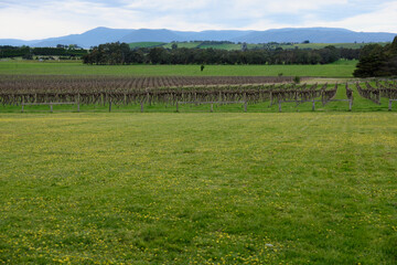 Beautiful vineyard in the Yarra Valley - Yering, Victoria, Australia