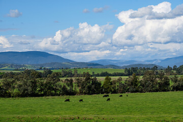 Yarra Valley spring landscape - Yering, Victoria, Australia