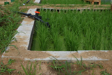 rice paddy cultivation