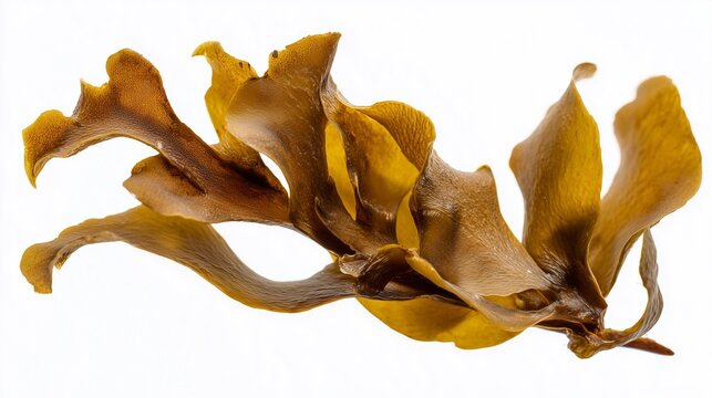 Macro photo of brown seaweed fucus isolated on white, natural marine plant texture
