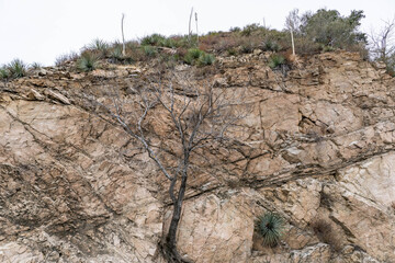 Hornblende Diorite - Gabbro.  Angeles Crest Highway, Los Angeles County, , California. San Gabriel Mountains. Angeles National Forest. Cut (earthworks)

