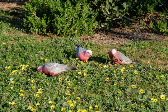 Three galahs feeding on grass - Yering, Victoria, Australia