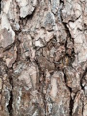 Close-up of rough tree bark with layered, cracked texture and natural brown tones, showing organic patterns and rugged surface details.
