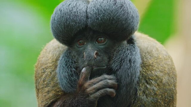 A large thinking ape with a pronounced large brain is in a thinking state with its finger in its mouth. Closeup