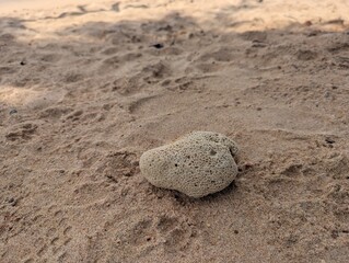 Corals in Hikkaduwa Sri Lanka
