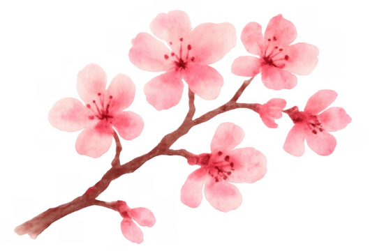 Watercolor cherry blossom branch with pink sakura flowers opening, celebrating spring, transparent background - Powered by Adobe