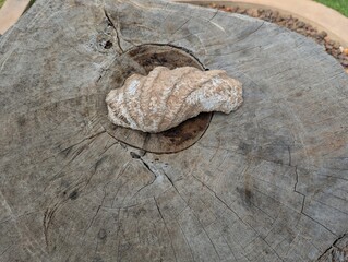 Coral on Wood