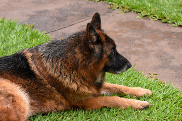 german shepherd dog
