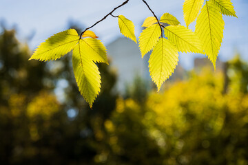 Obraz premium Yellow autumn leaves glowing under warm sunlight