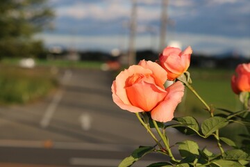 秋の田舎道に咲くバラの花