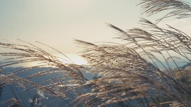 「ススキと湯浅湾の夕景」和歌山県湯浅町・広川町