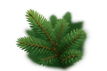 Fresh green fir branch with needles displaying natural texture, evergreen conifer pine tree element, transparent background