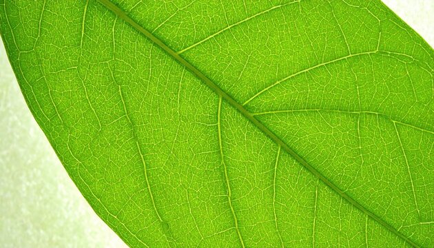 Bright Green Leaf Venation Macro Photography