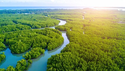 Aerial View of Teal Mangrove Channels and Lush Green Forest
