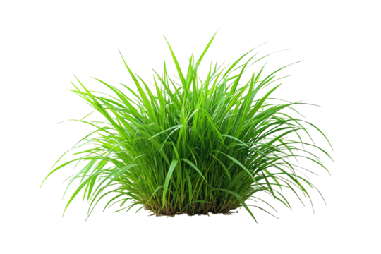 Lush clump of vibrant green grass