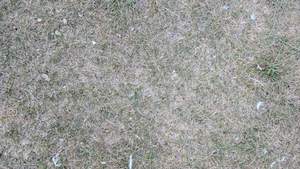 Dry grass texture