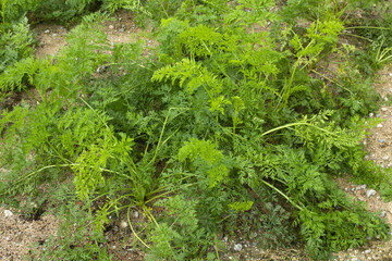 These are the leaves of a well-grown carrot.