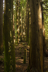 It is a forest with many oak tree trunks.