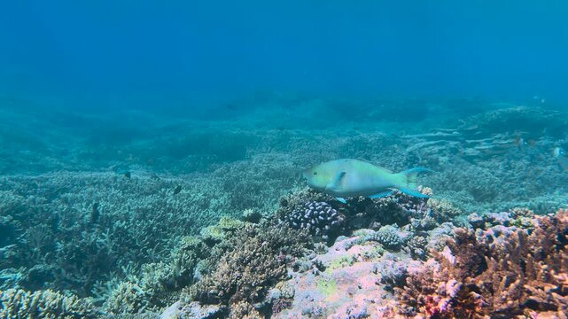 A blue Parrotfish swimming over coral the in crystal clear blue waters of a tropical reef lagoon on the Great Barrier Reef, QLD Australia.