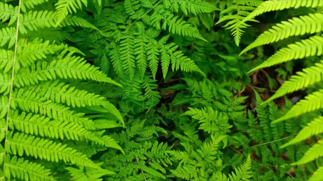 Lush green fern fronds create a vibrant natural pattern and textural background