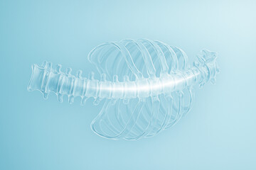 Transparent 3D model of ribcage and spine from side view, anatomical visualization.