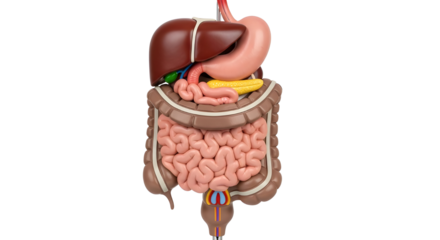 Detailed anatomical model of the human digestive system for medical study and health concepts isolated PNG with Transparent Background