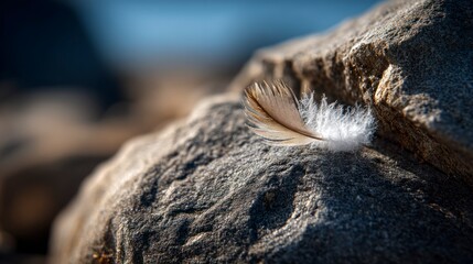 Feather on rock closeup