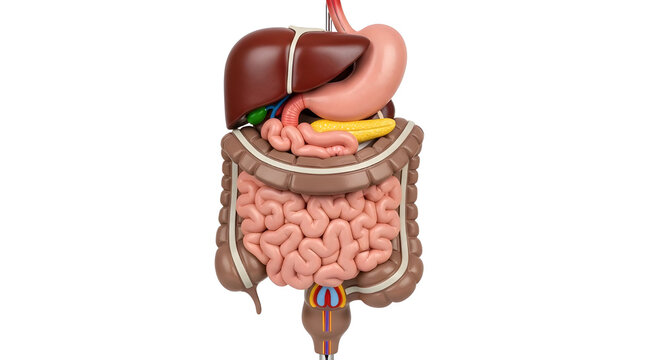 Detailed anatomical model of the human digestive system for medical study and health concepts isolated PNG with Transparent Background