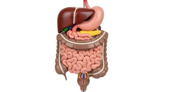 Detailed anatomical model of the human digestive system for medical study and health concepts isolated PNG with Transparent Background