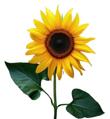 Obraz premium PNG Sunflower plant inflorescence asteraceae.