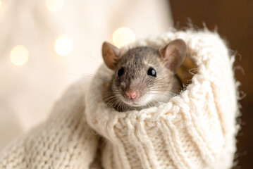 ねずみとセーター