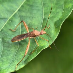 Brown bug perches on vibrant green leaf