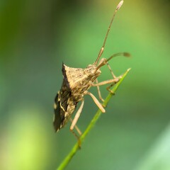 Bug clings to green stem antennae reaching up