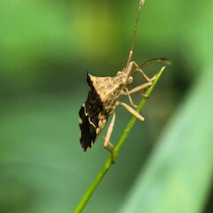 Bug clings to vibrant stem