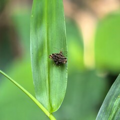 Camouflaged moth rests on verdant leaf