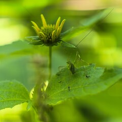 Bush cricket perches on leaf near yellow flower