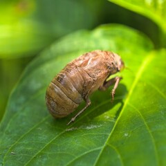 Empty cicada shell rests on verdant leaf