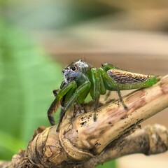 Emerald spider perches gripping a twig