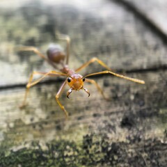 Fierce ant with mandibles staring