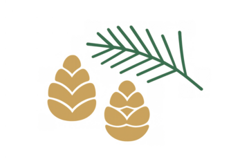 Pinecones and pine branch minimal illustration, simple nature design, winter season element, transparent background
