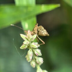 Insect perches on delicate flower natures beauty