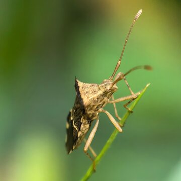 Insect poised on vibrant green blade