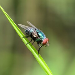 Metallic fly perches on a vibrant green blade