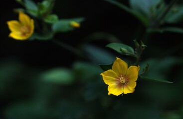 yellow flower on green background