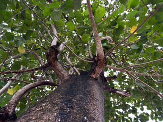 Enchanting upwards view of a majestic tree with vibrant green leaves creating a tranquil canopy,...
