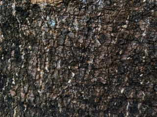 Stunning macro texture of aged tree bark, revealing nature's intricate patterns and providing an...