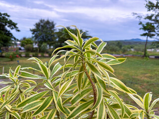 Vibrant Dracaena Reflexa plant with lush green and yellow variegated leaves reaching towards the...