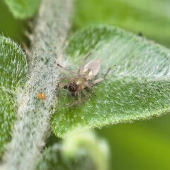 Pale arachnid resting on intricate foliage