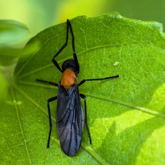 Orangebacked black fly on green leaf